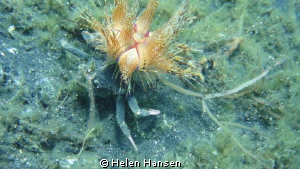 bright leggy by Helen Hansen 